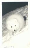 artic fox